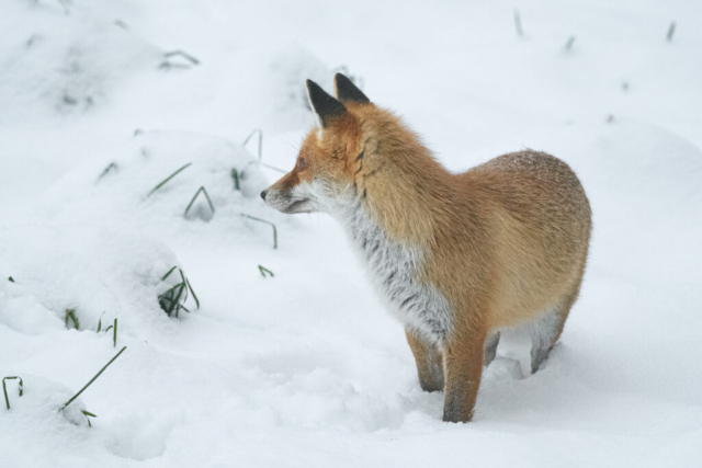 Renard