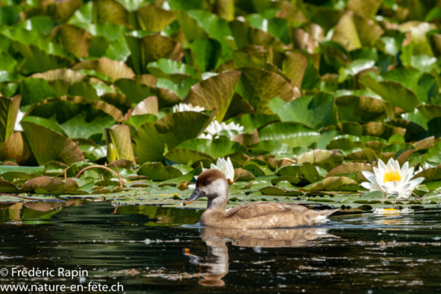 Femelle de nette rousse et nénuphars