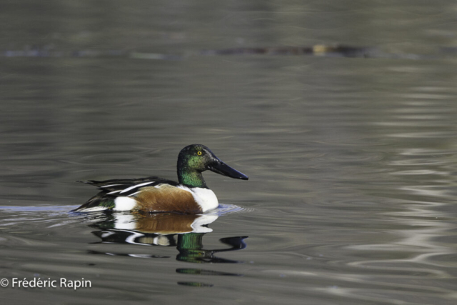 Canard souchet mâle