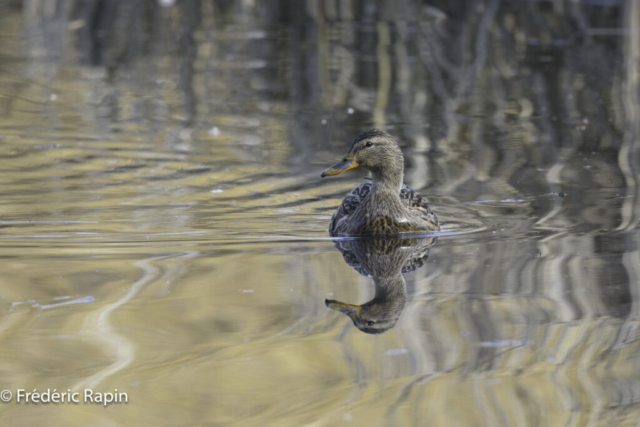 Colvert femelle