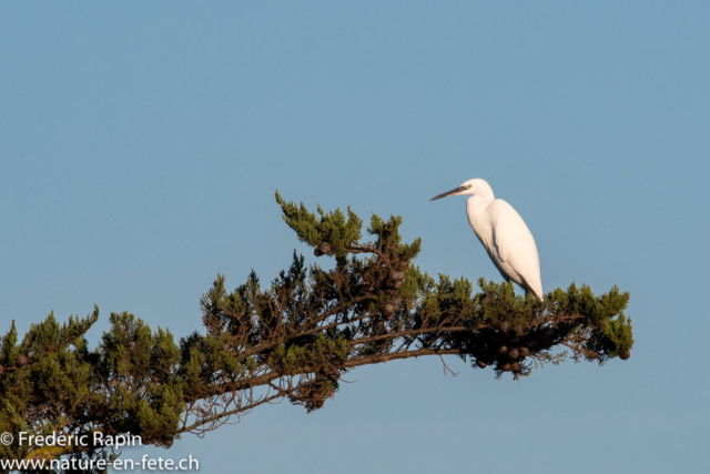 Aigrette garzette