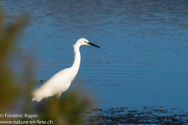 Aigrette garzette