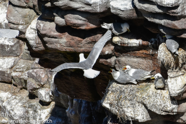 Mouettes tridactyles, Bretagne