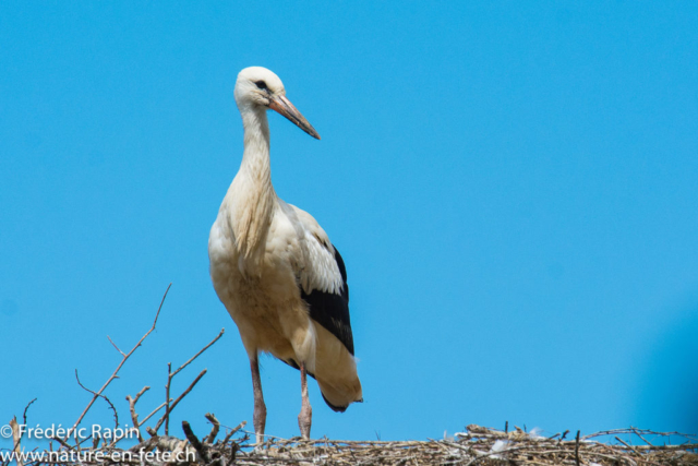 Cigogne blanche au nid, Moselle