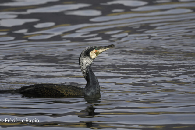 Grand cormoran