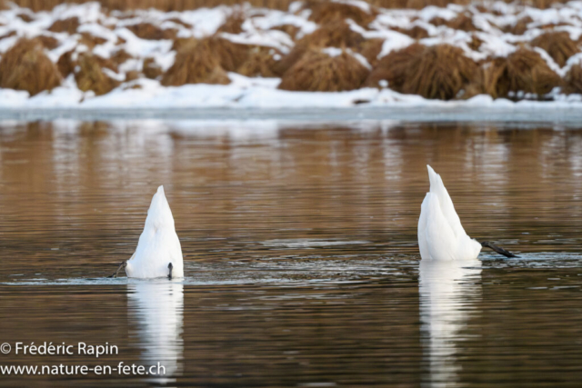 Cygne tuberculés