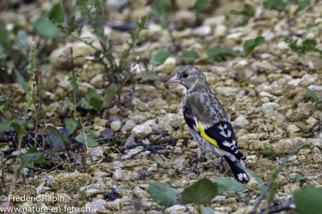 Jeune chardonneret