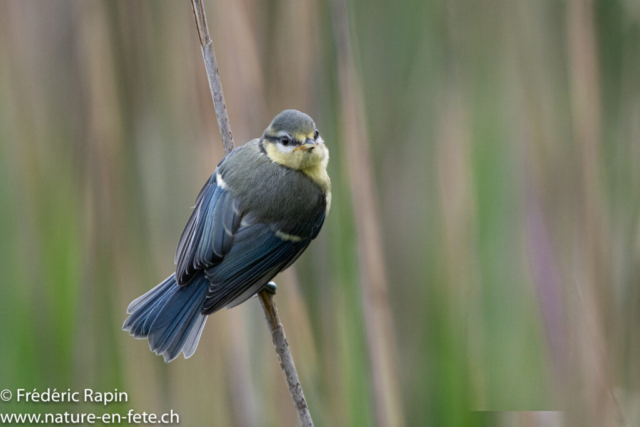 Jeune mésange bleue