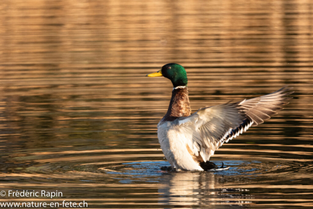 Colvert mâle