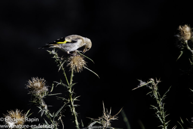 Chardonneret sur un chardon