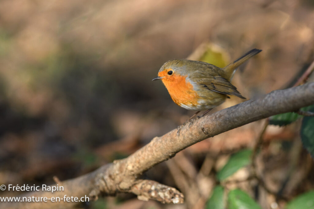 Rouge-gorge