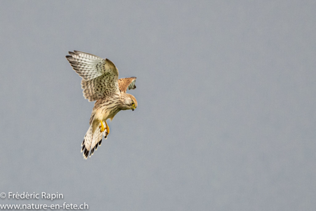 Faucon crécerelle femelle en chasse