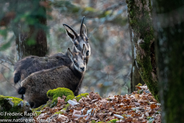 Chamois mâle et cabri