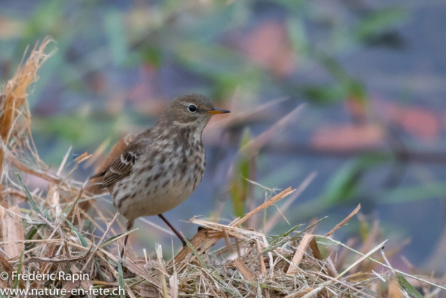 Pipit spioncelle au bord de l'Arnon