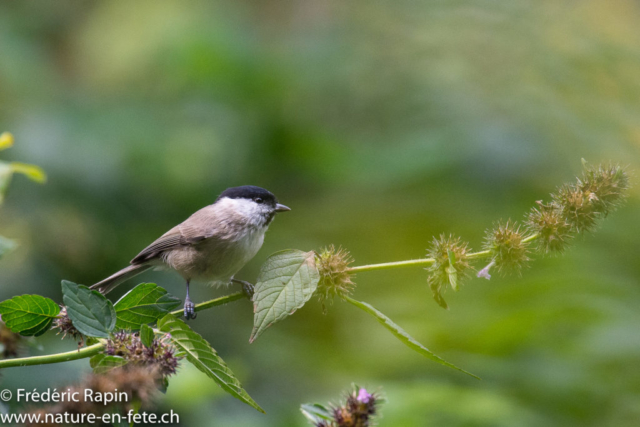 Mésange nonnette