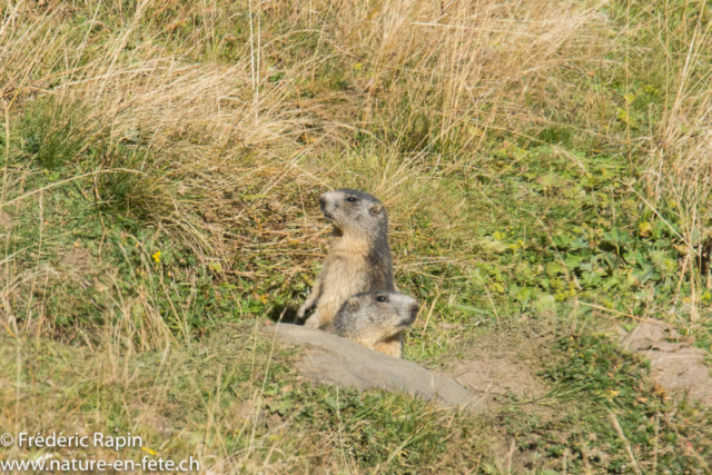 Marmottes à l'alpage de Bavon, Valais