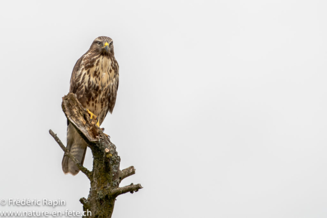 Buse variable