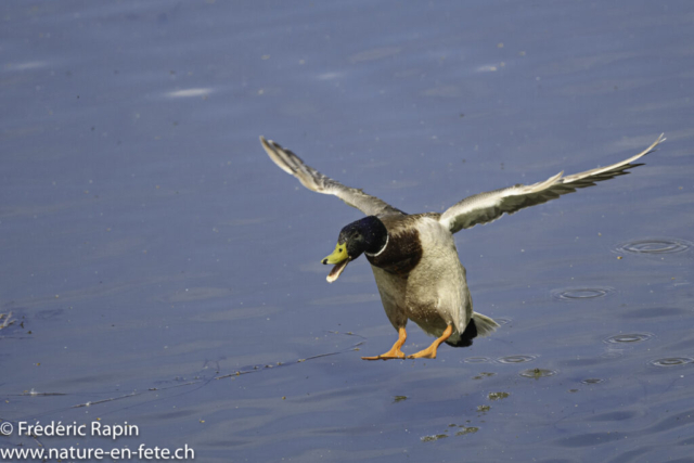 Colvert mâle