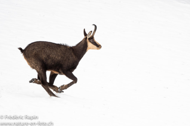 Femelle de chamois