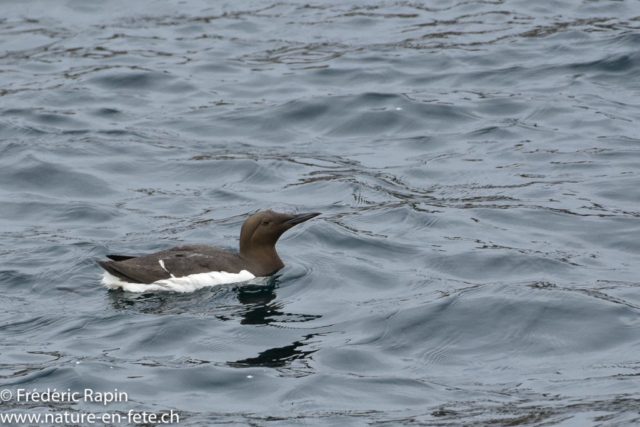 Guillemot de Troïl, Bretagne