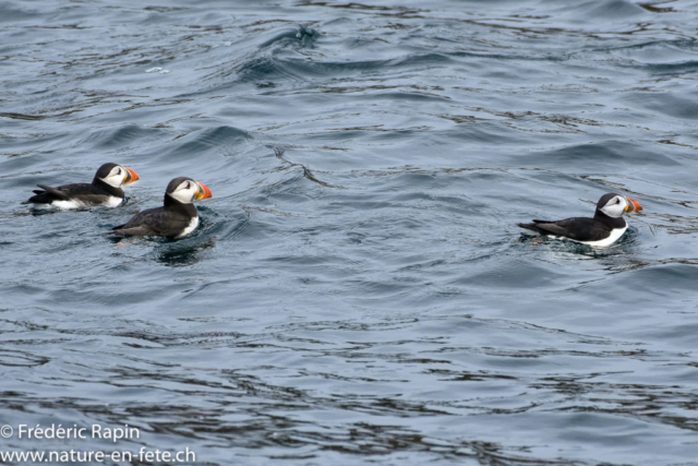 Macareux moines, Bretagne