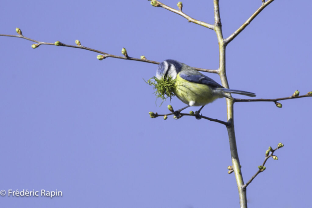 Mésange bleue