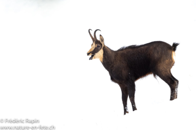 Chamois mâle au rut