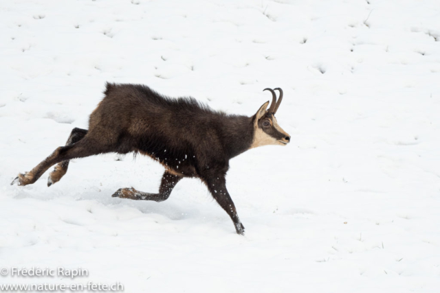 Chamois mâle au rut