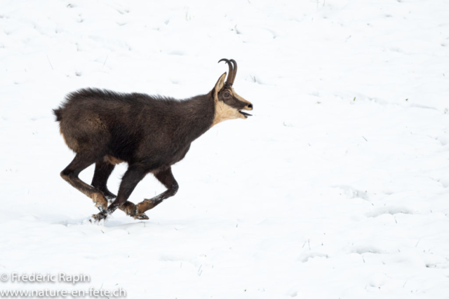 Chamois mâle au rut