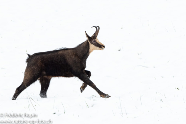 Chamois mâle au rut