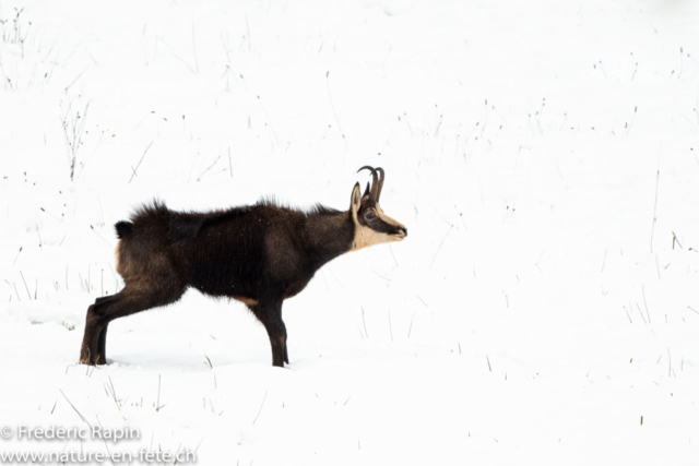 Chamois mâle s'ébrouant