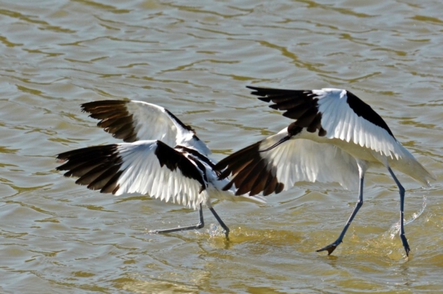 Avocettes, Ile de Ré