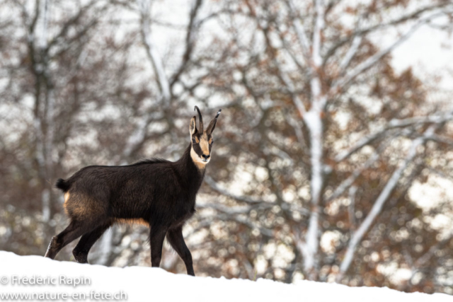 Chamois mâle rentrant à couvert