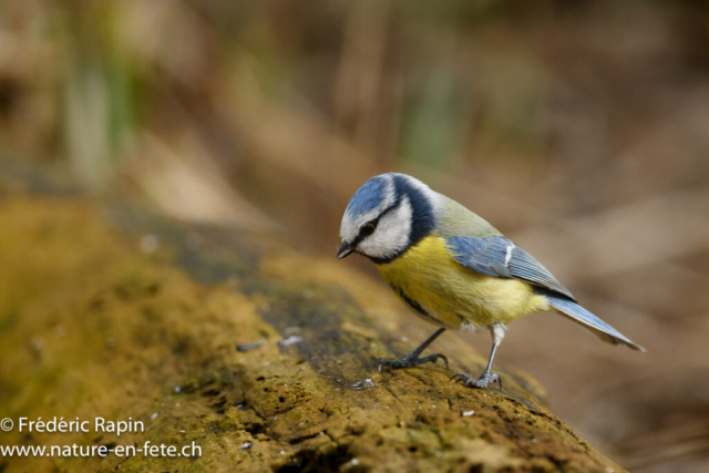 Mésange bleue