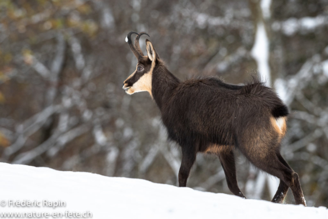 Chamois mâle au rut