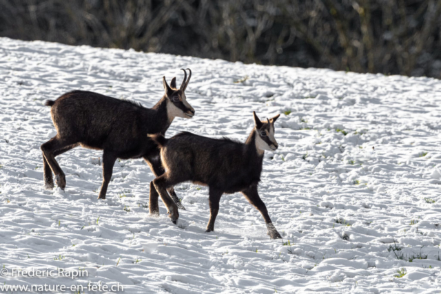 Femelle de chamois et chevreau