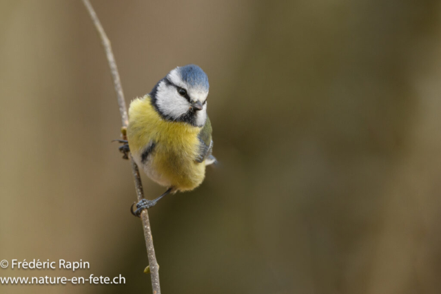 Mésange bleue