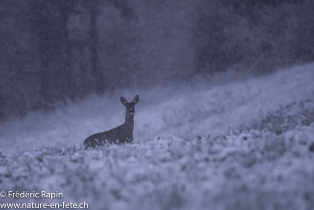 Soir de neige