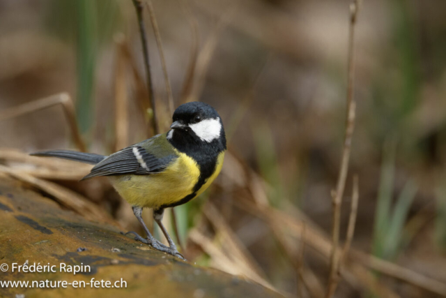 Mésange charbonnière