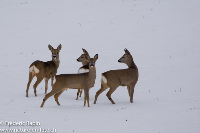 Soir d'hiver