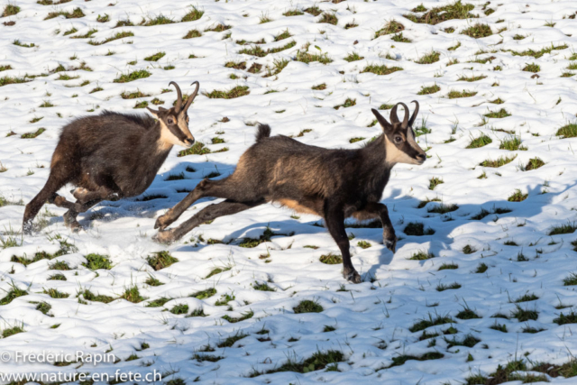 Poursuite de chamois mâles au rut