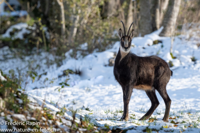 Chamois mâle attentif