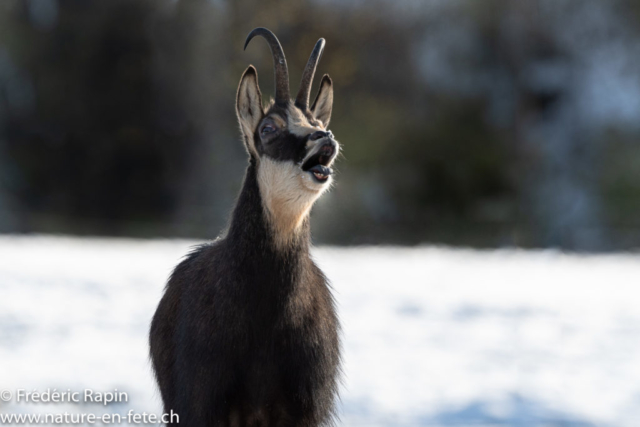 Attitude de rut d'un chamois mâle