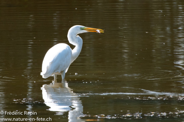 Grande aigrette et sa proie