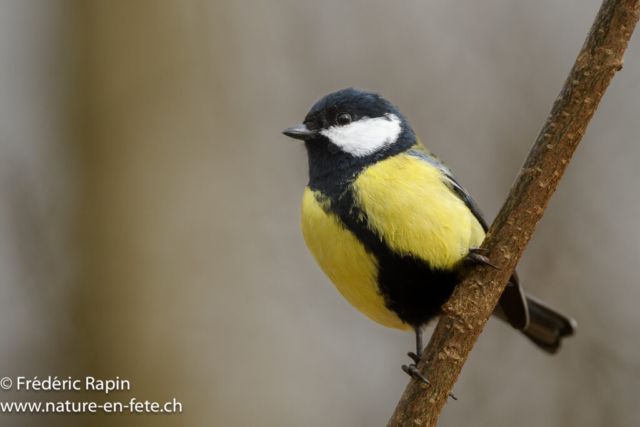 Mésange charbonnière