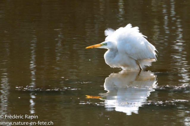 Grande aigrette s'ébrouant