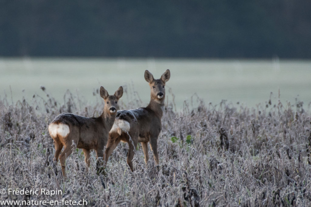 Chevrettes dans le givre