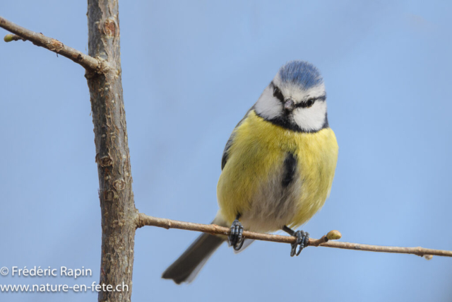 Mésange bleue