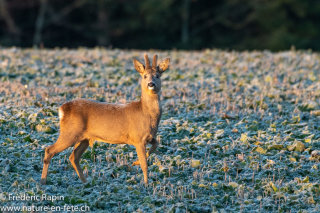 Brocard en velours au soleil levant