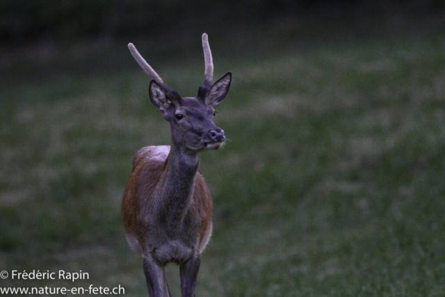 Jeune cerf daguet